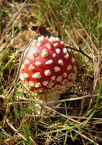 Amanite tue mouche 001